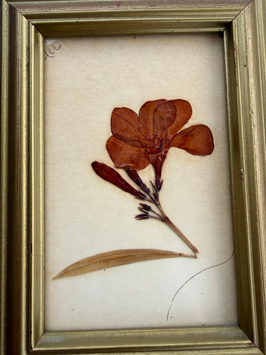 Framed pressed florals