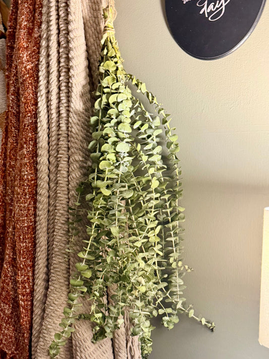 Eucalyptus Bundles